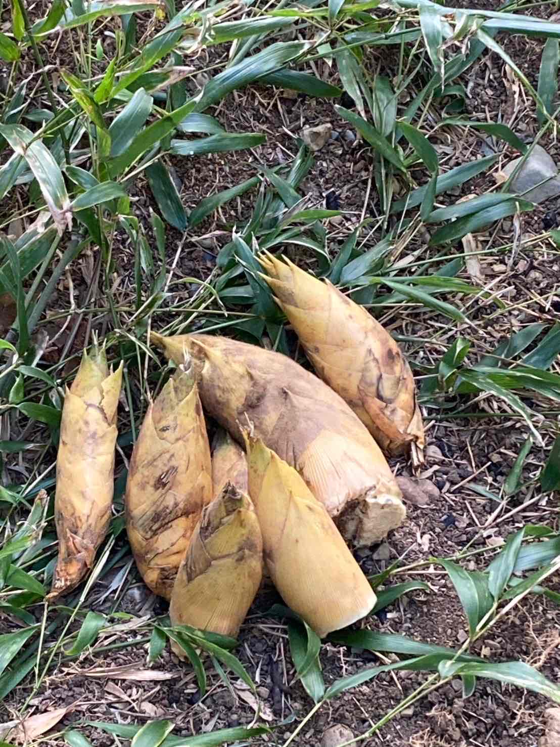 春の訪れを感じる特別な食材